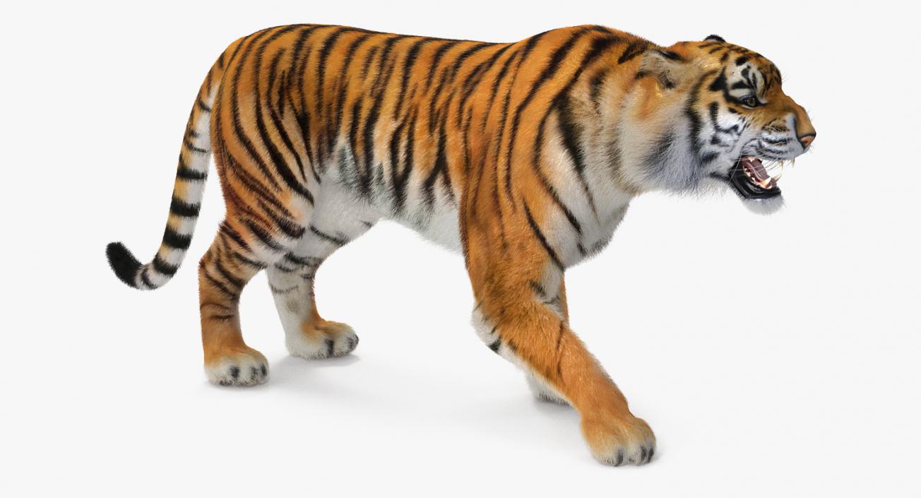 Tiger Roar with Fur 3D model