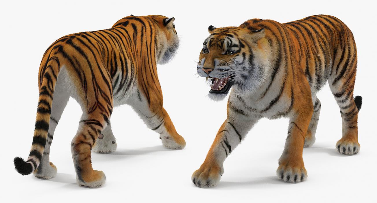 Tiger Roar with Fur 3D model