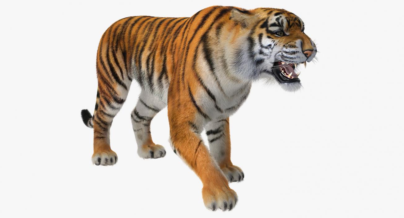 Tiger Roar with Fur 3D model