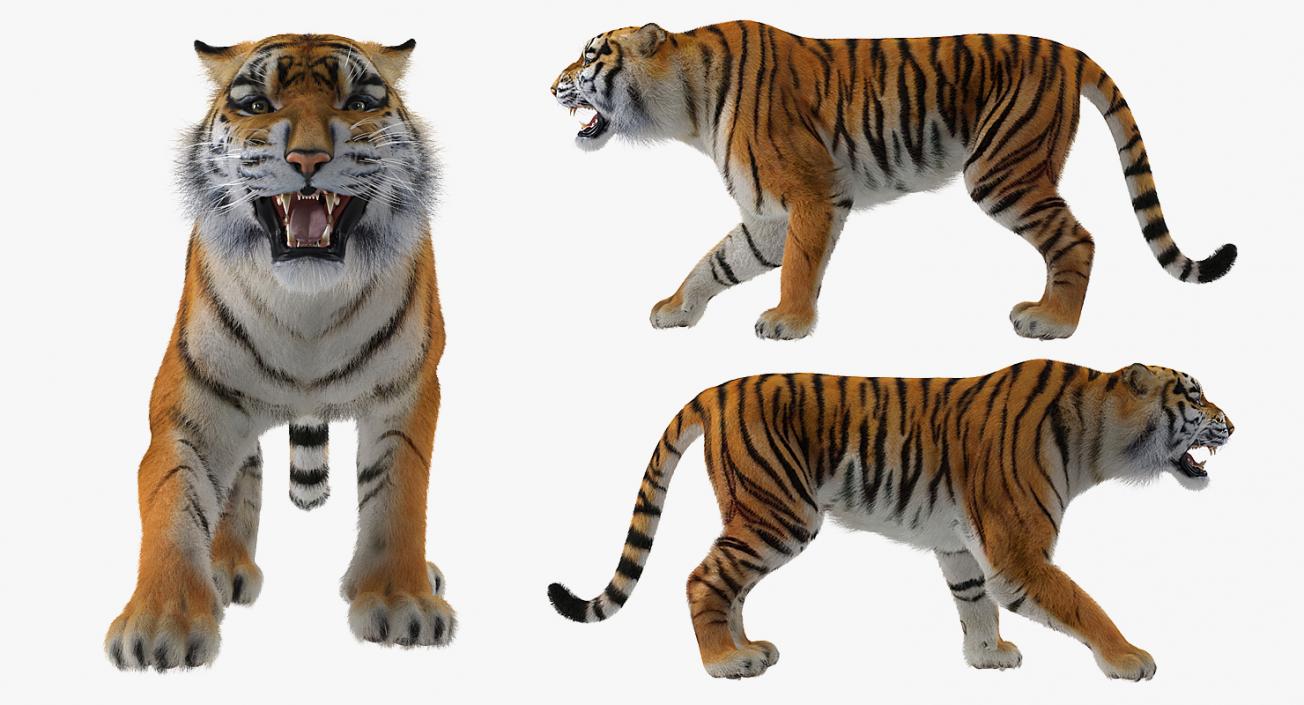 Tiger Roar with Fur 3D model