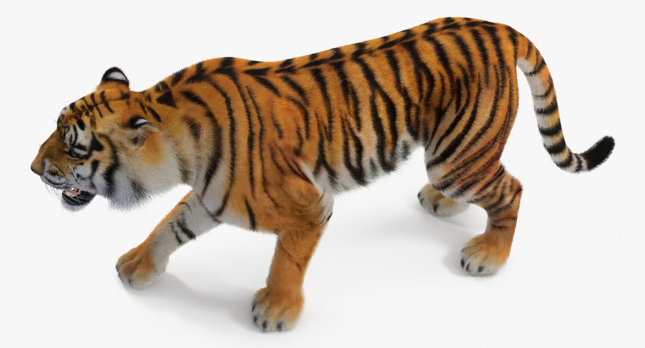 Tiger Roar with Fur 3D model