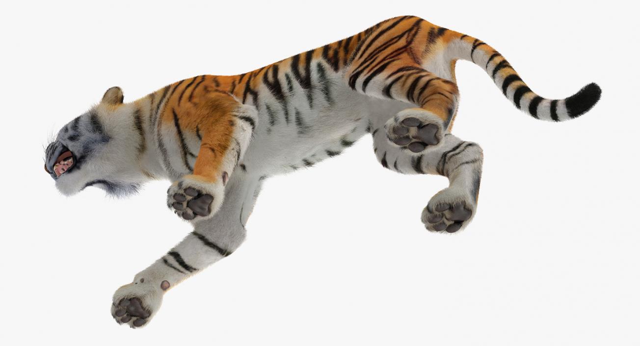 Tiger Roar with Fur 3D model