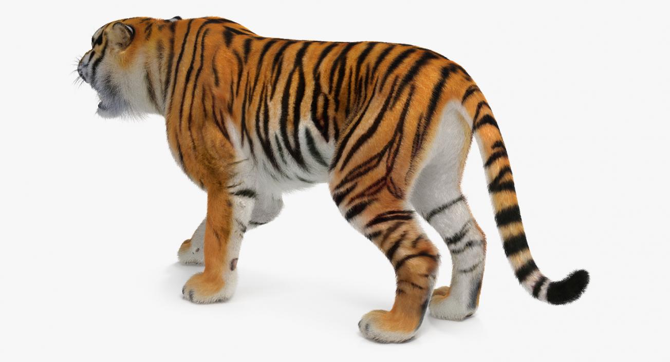 Tiger Roar with Fur 3D model