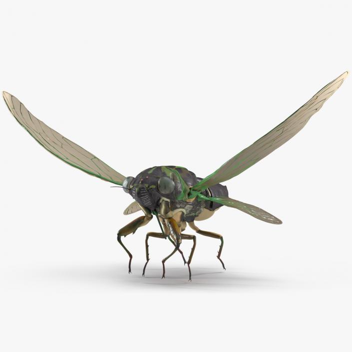 Cicada Rigged for Maya 3D