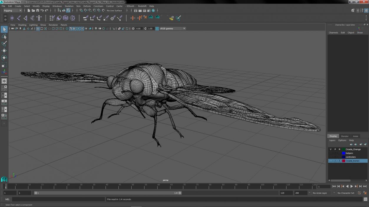 Cicada Rigged for Maya 3D