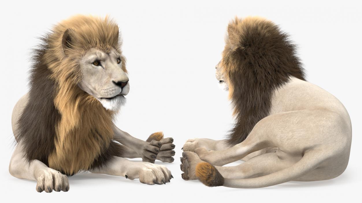 3D model White Male Lion Lying Pose Fur