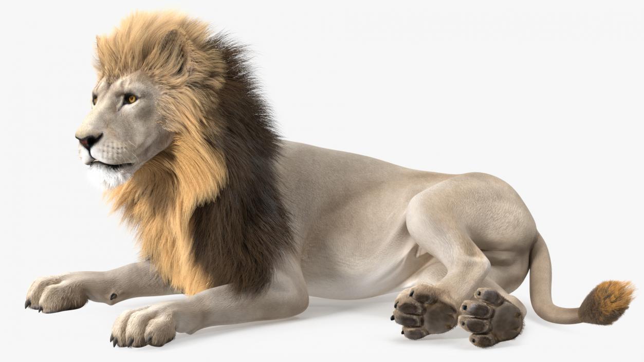 3D model White Male Lion Lying Pose Fur