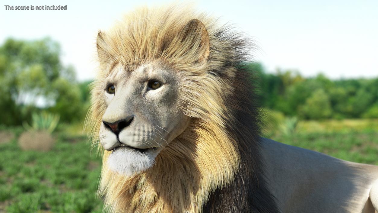 3D model White Male Lion Lying Pose Fur