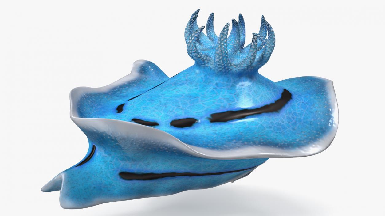 Chromodoris Willani 3D model