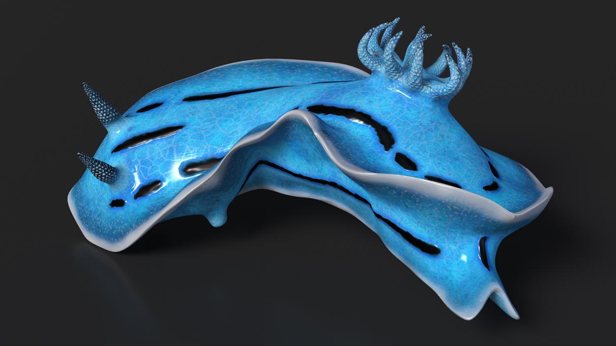 Chromodoris Willani 3D model