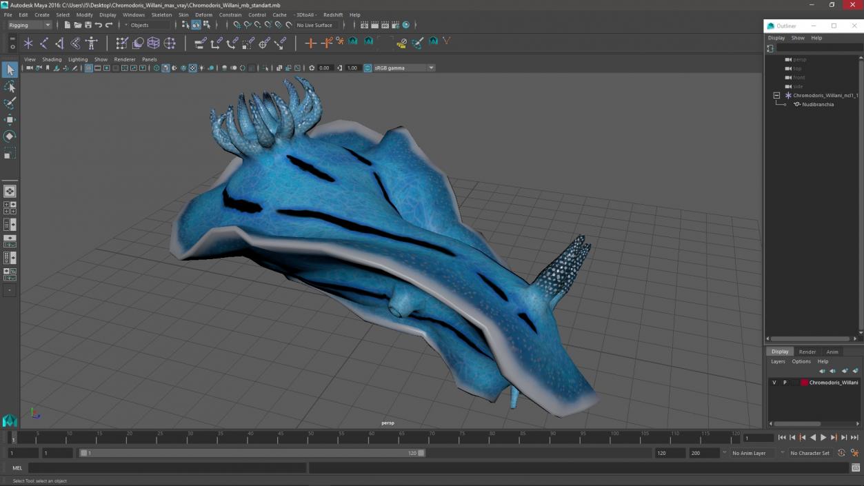 Chromodoris Willani 3D model