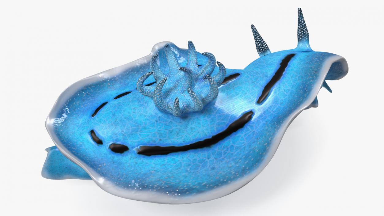 Chromodoris Willani 3D model