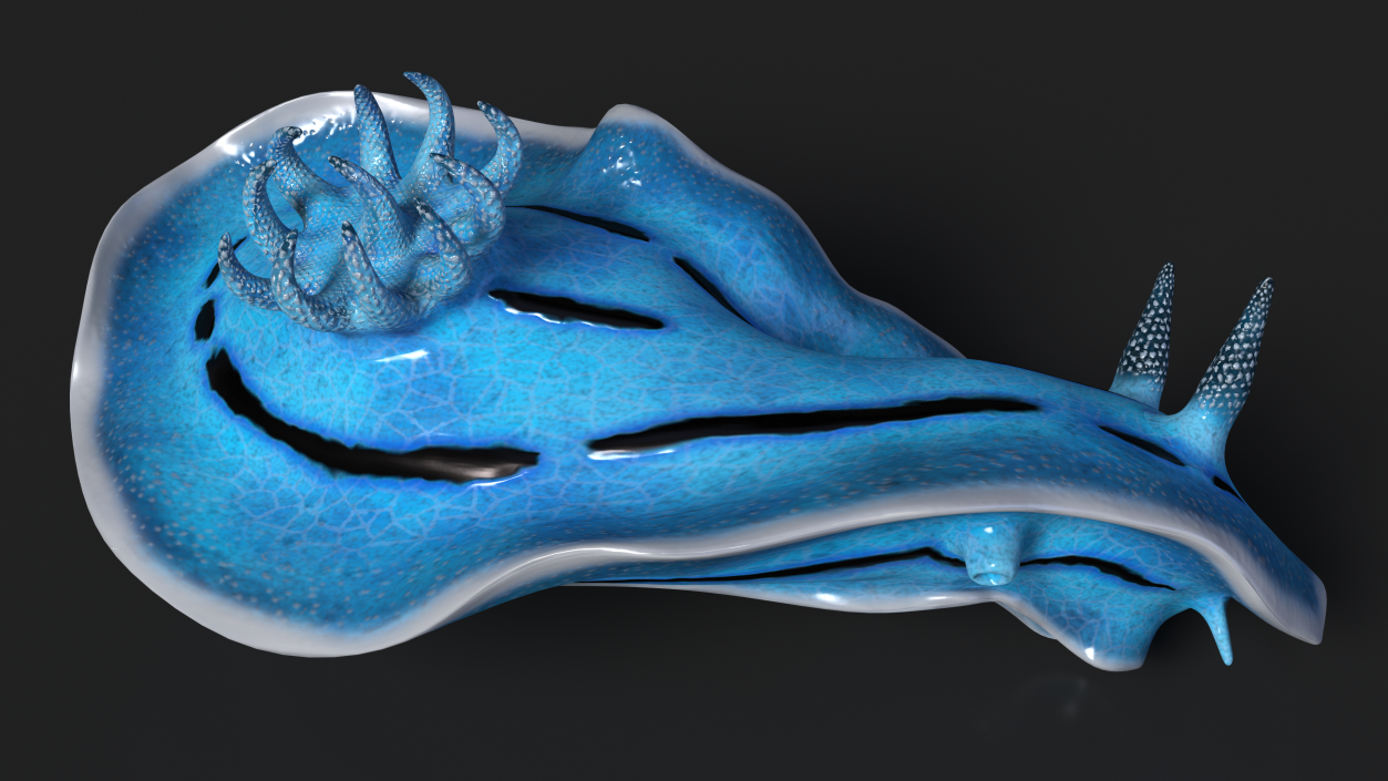 Chromodoris Willani 3D model