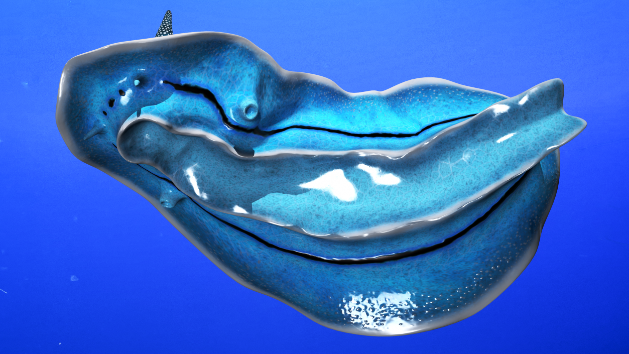 Chromodoris Willani 3D model