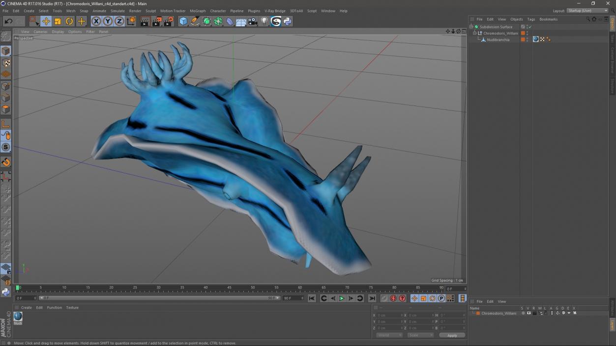 Chromodoris Willani 3D model