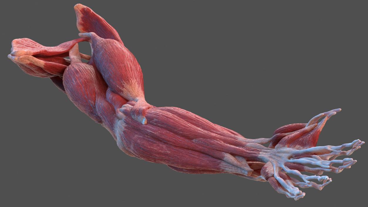 Male Arm Muscular System 3D model