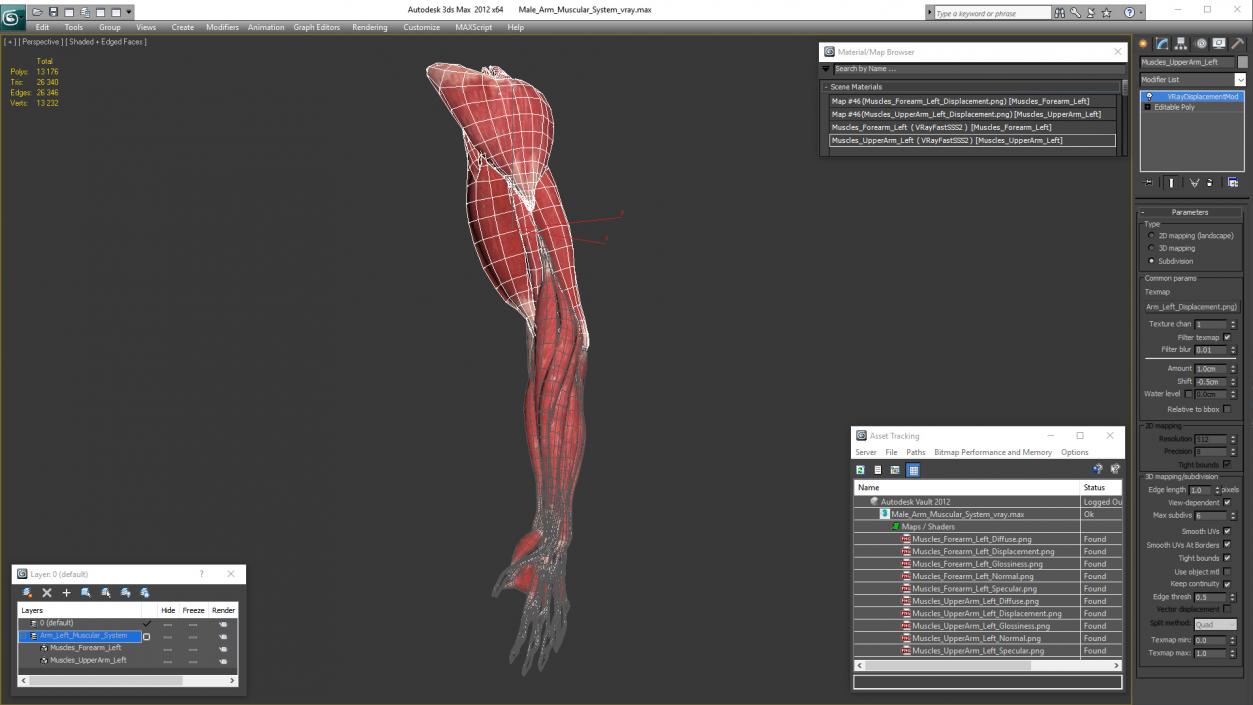 Male Arm Muscular System 3D model