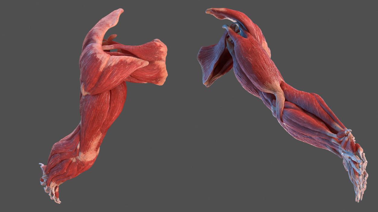 Male Arm Muscular System 3D model