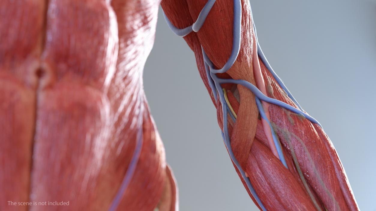 Male Arm Muscular System 3D model