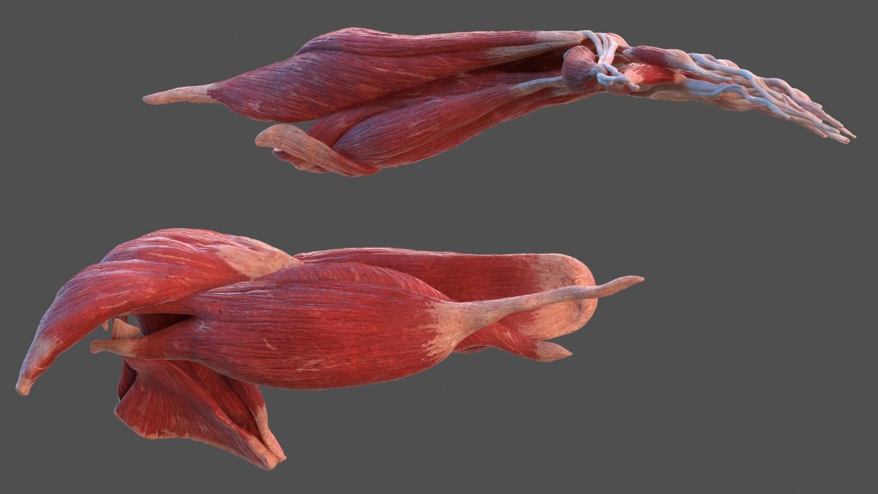 Male Arm Muscular System 3D model