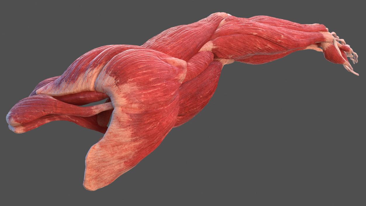 Male Arm Muscular System 3D model