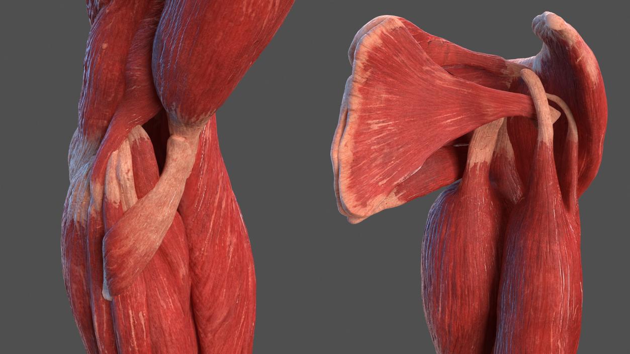 Male Arm Muscular System 3D model