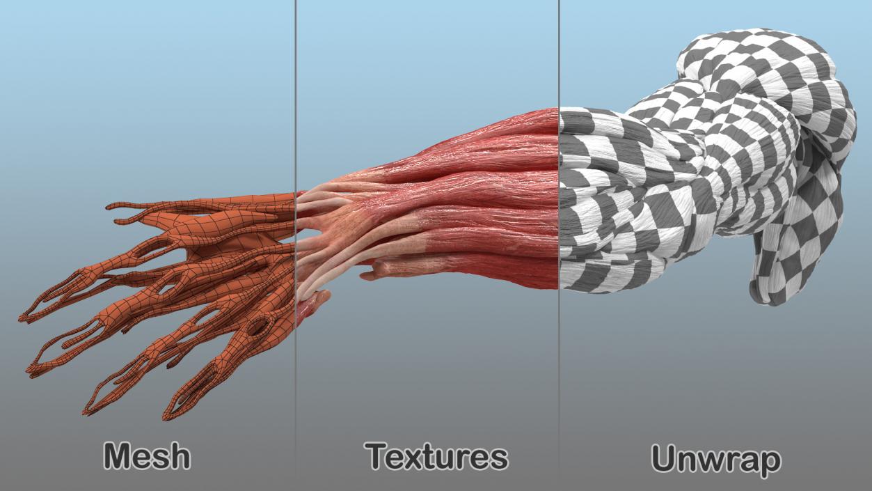 Male Arm Muscular System 3D model