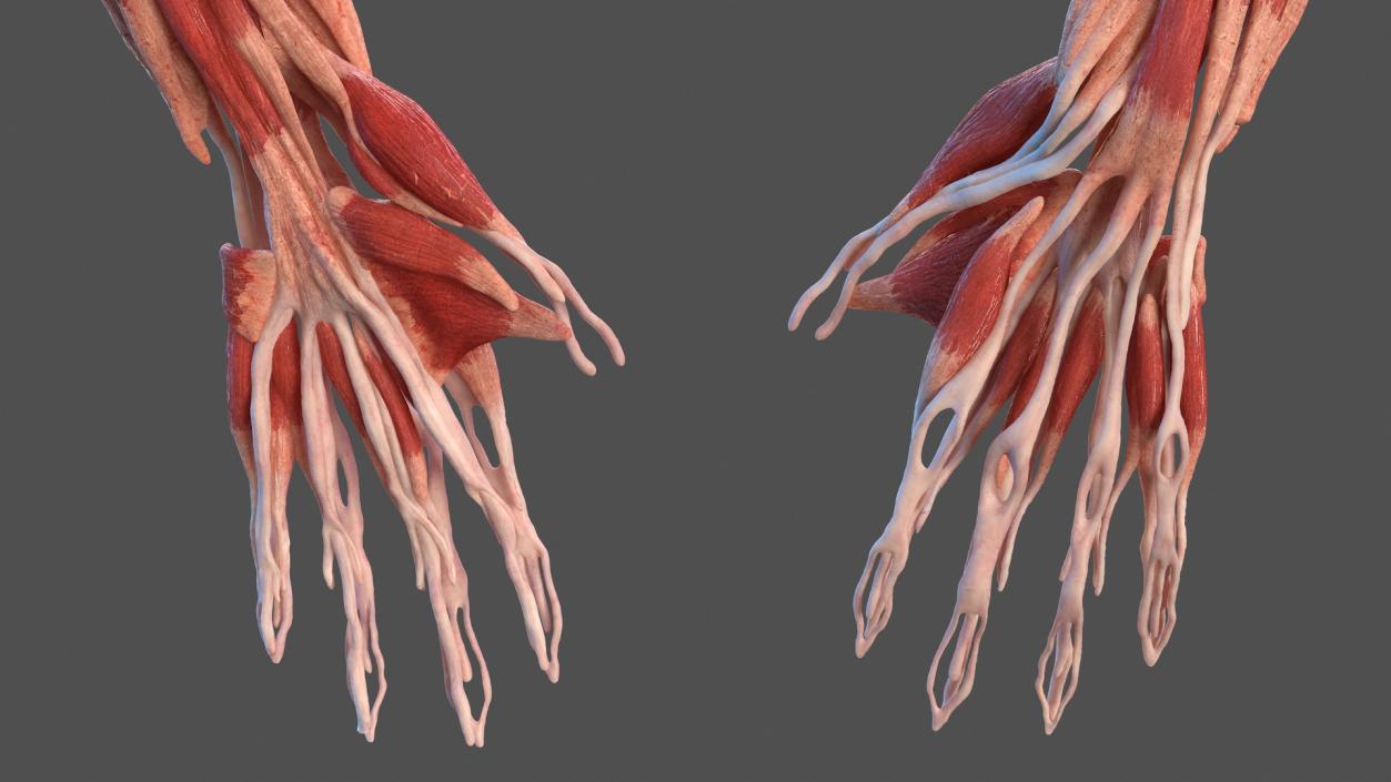 Male Arm Muscular System 3D model