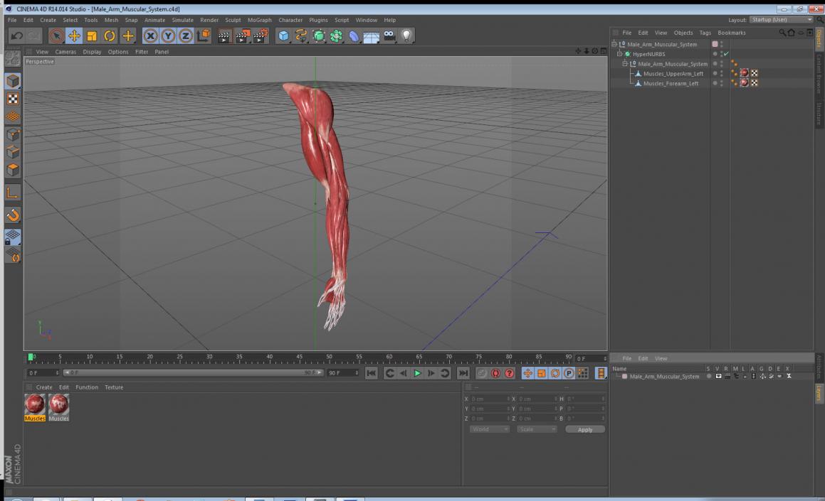 Male Arm Muscular System 3D model