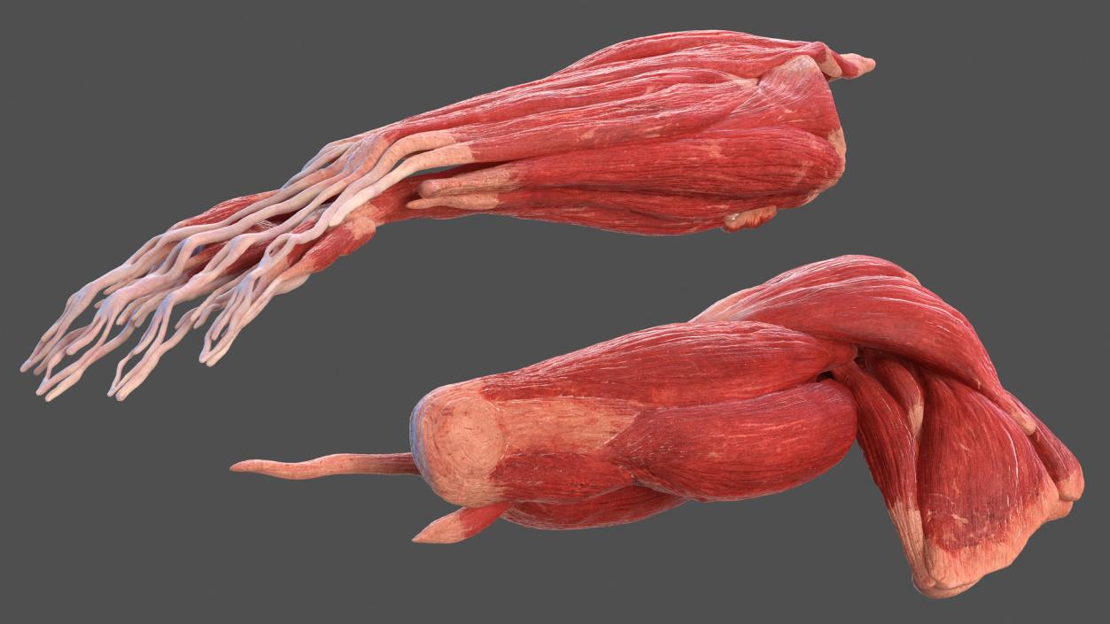 Male Arm Muscular System 3D model