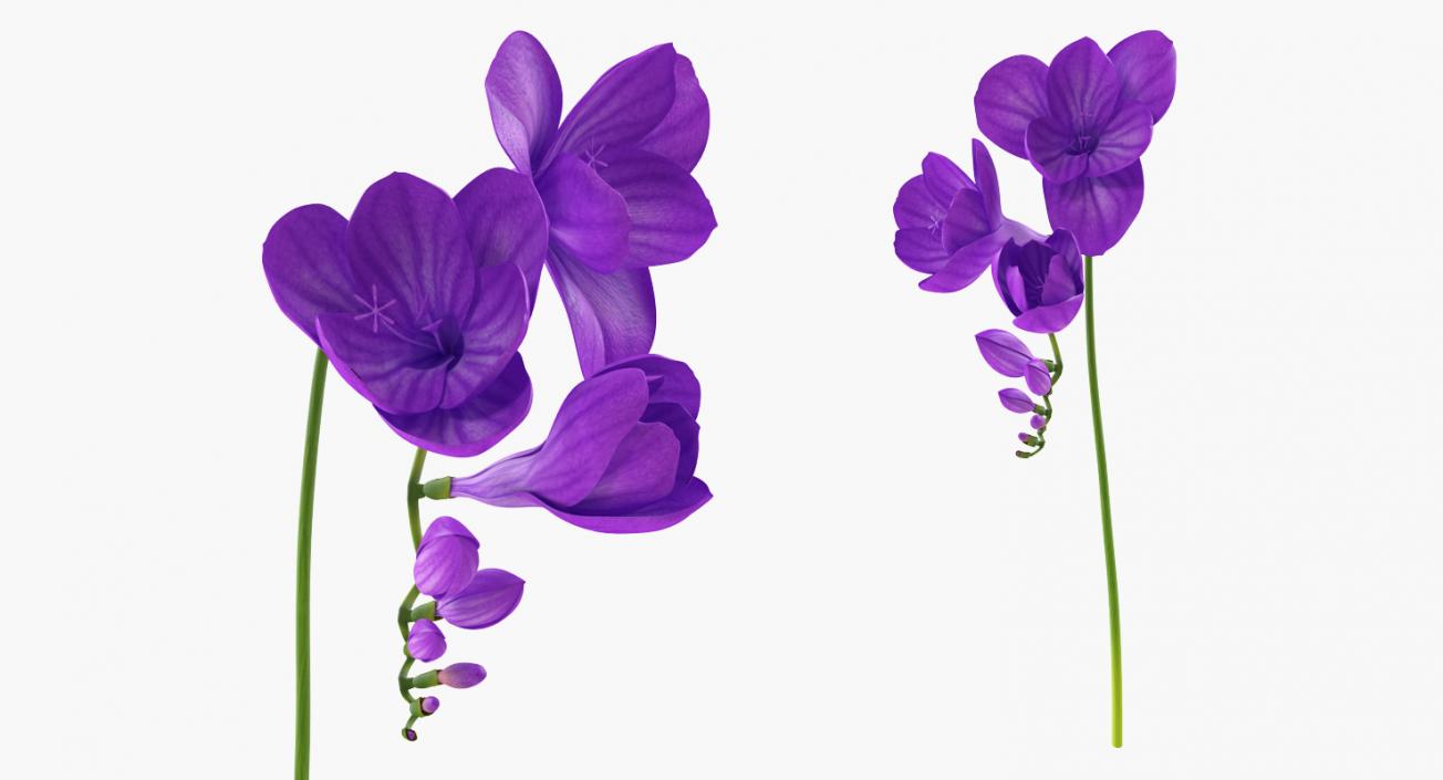 Flowers in Vases Collection 7 3D model