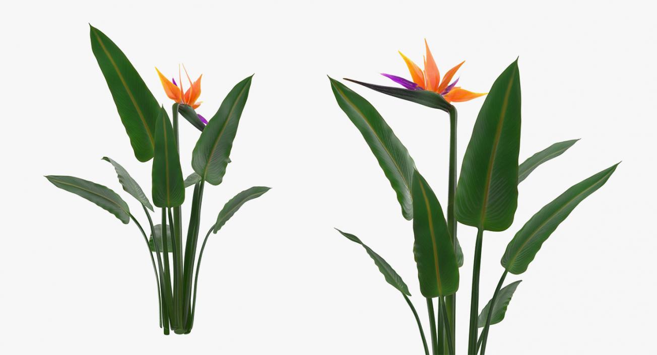 Flowers in Vases Collection 7 3D model