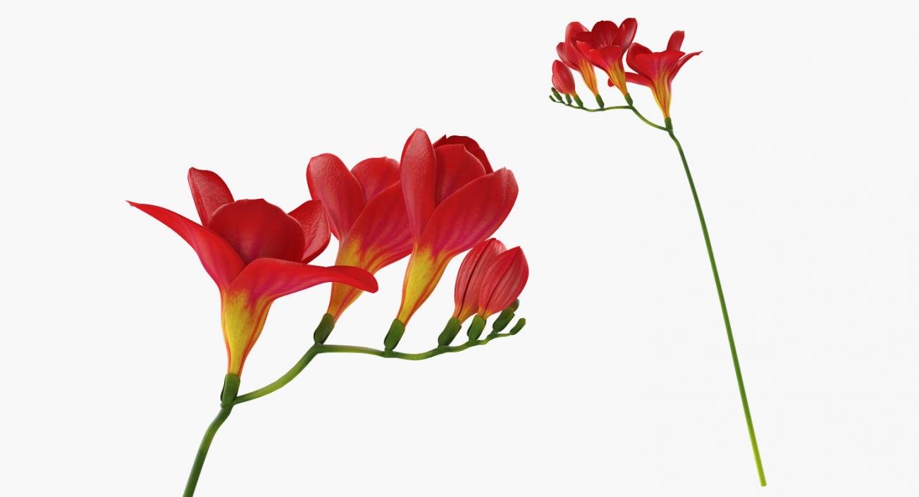 Flowers in Vases Collection 7 3D model