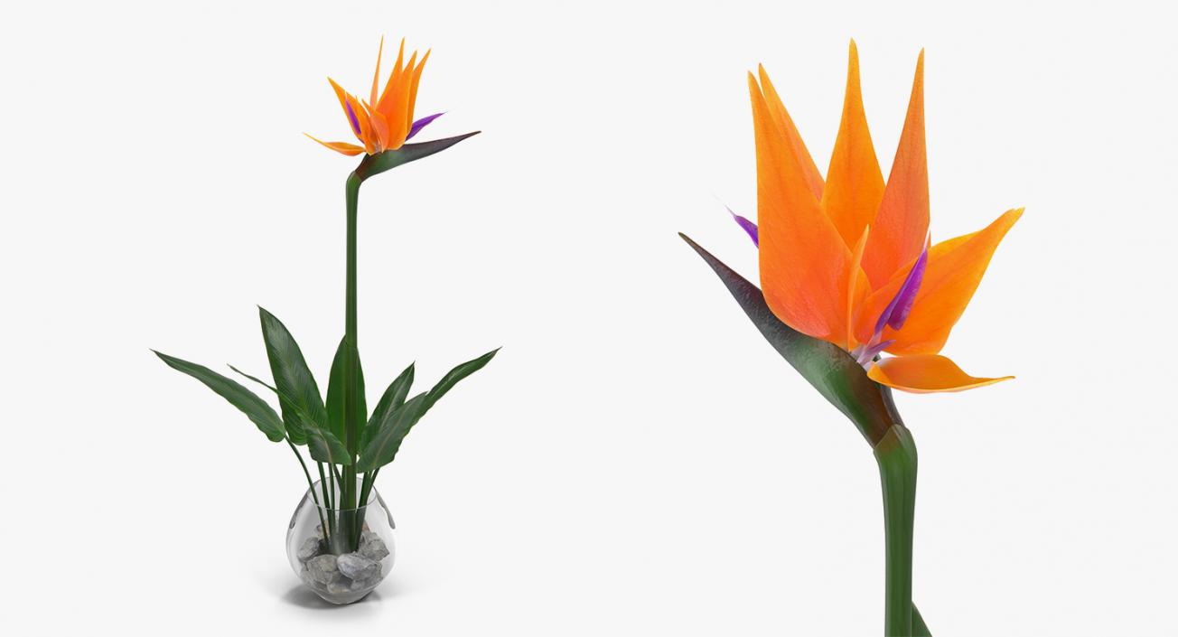 Flowers in Vases Collection 7 3D model