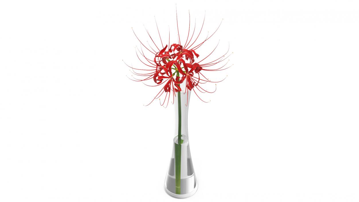 Flowers in Vases Collection 7 3D model