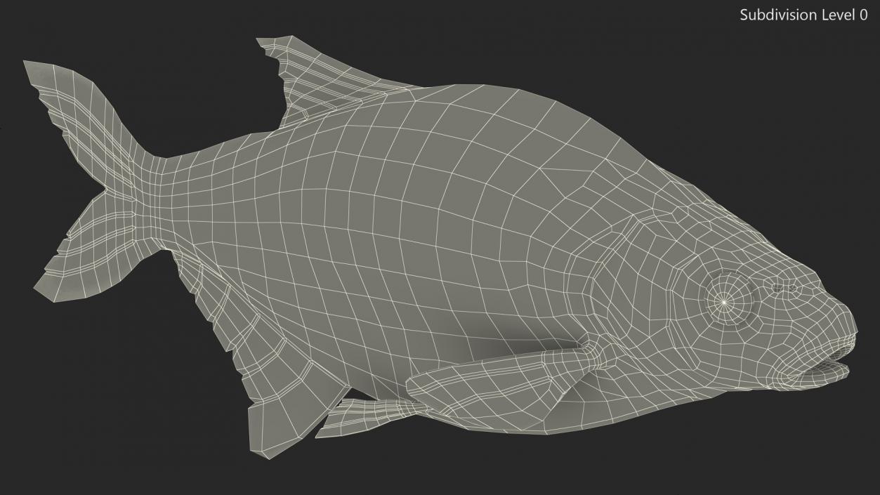 Bronze Bream Fish Rigged 3D model