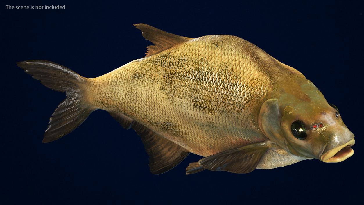 Bronze Bream Fish Rigged 3D model