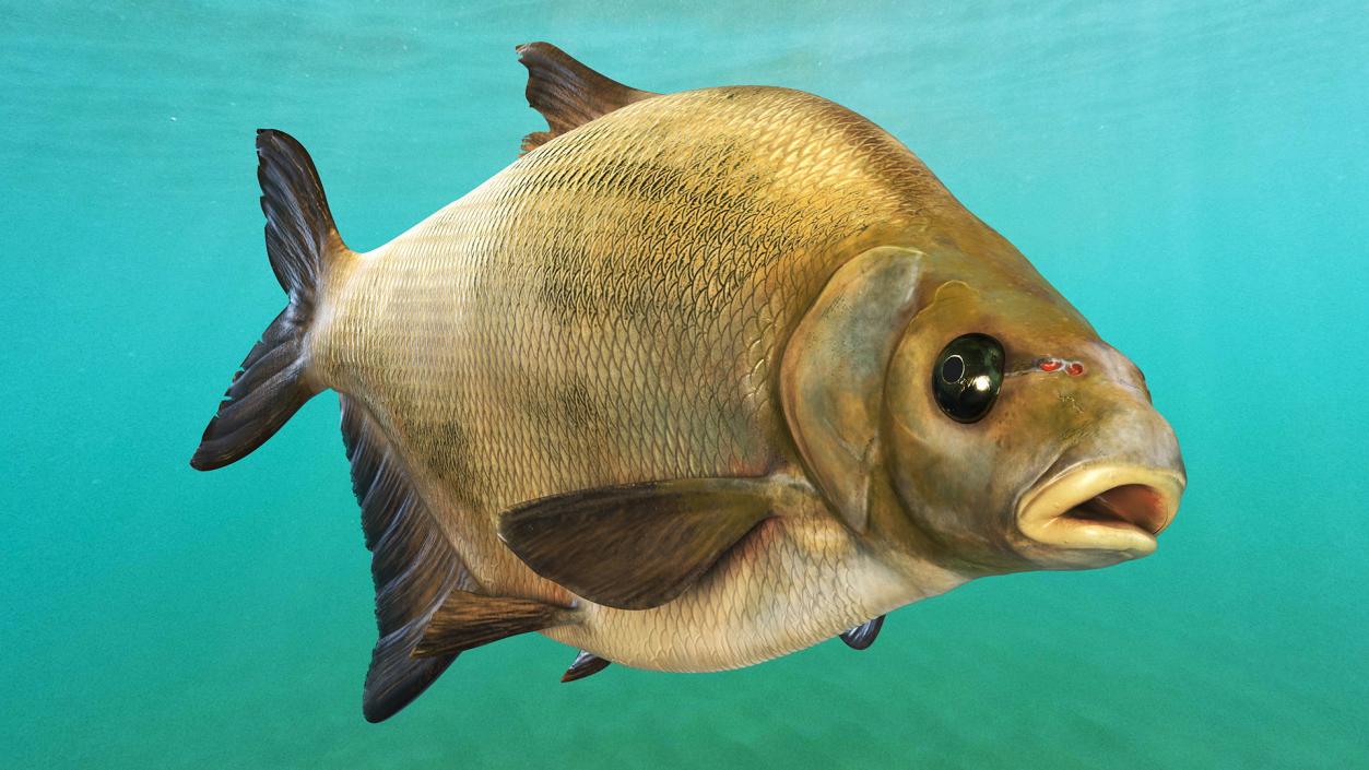 Bronze Bream Fish Rigged 3D model