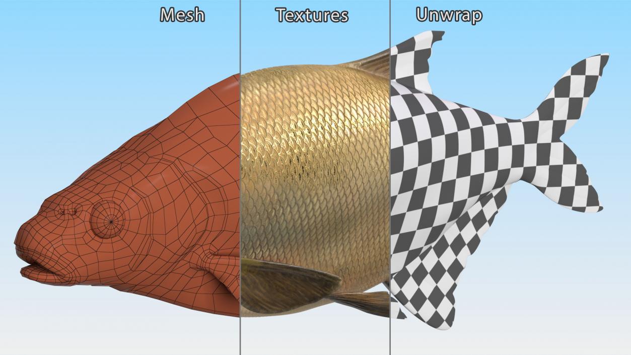 Bronze Bream Fish Rigged 3D model