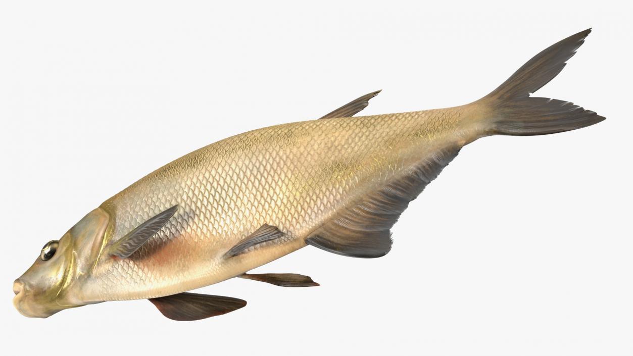 Bronze Bream Fish Rigged 3D model