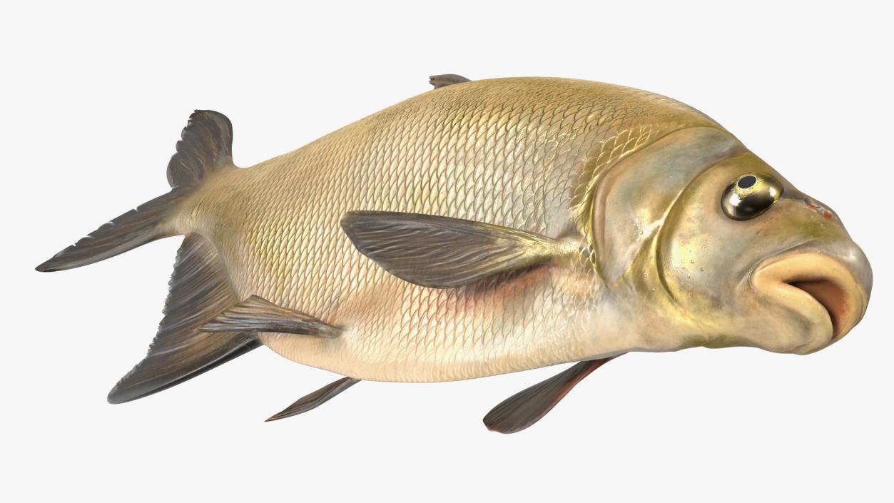 Bronze Bream Fish Rigged 3D model