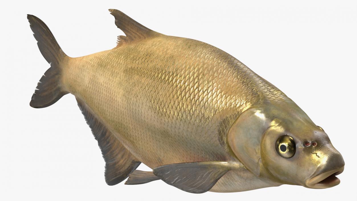 Bronze Bream Fish Rigged 3D model