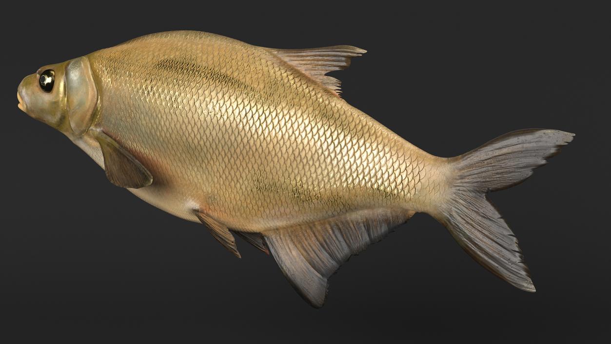 Bronze Bream Fish Rigged 3D model