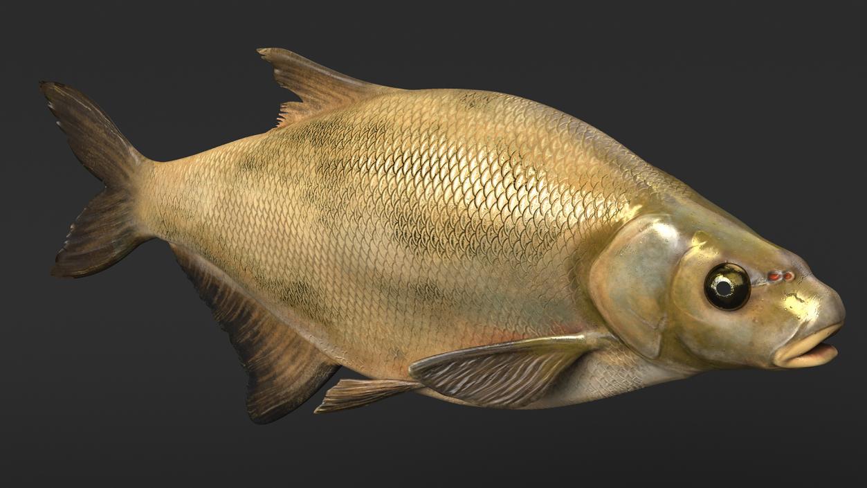 Bronze Bream Fish Rigged 3D model