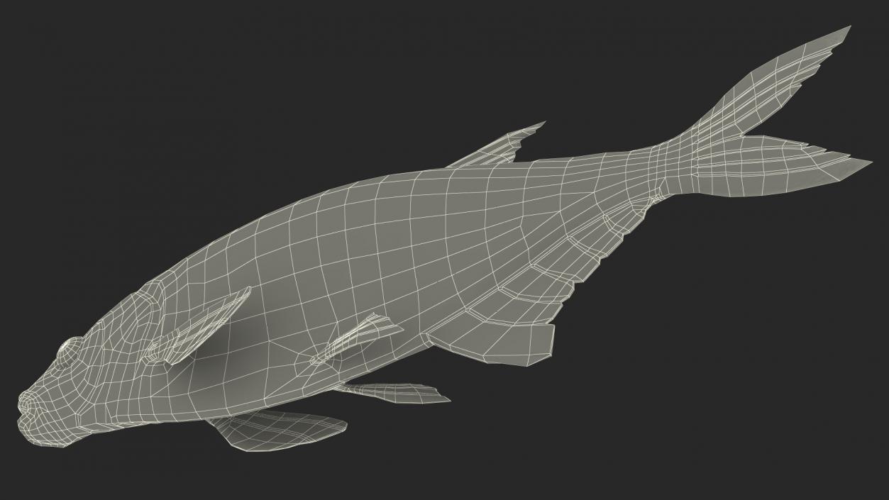 Bronze Bream Fish Rigged 3D model