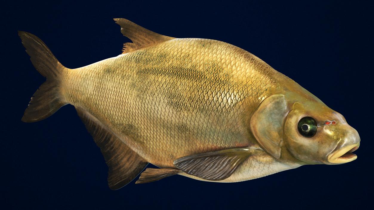 Bronze Bream Fish Rigged 3D model