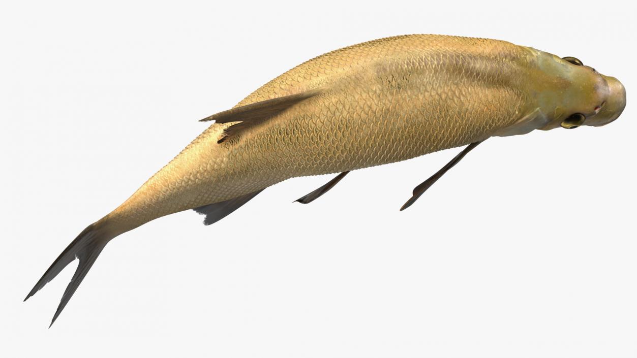 Bronze Bream Fish Rigged 3D model