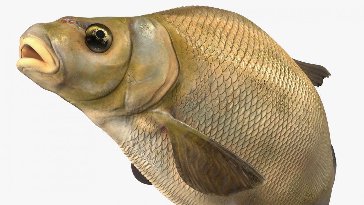 Bronze Bream Fish Rigged 3D model