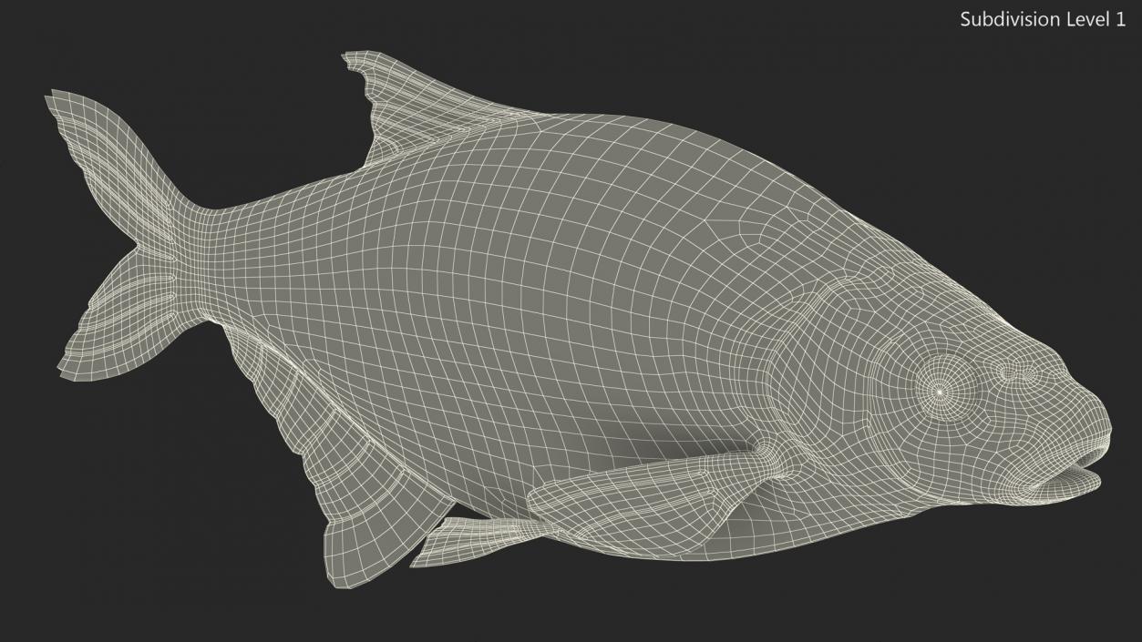 Bronze Bream Fish Rigged 3D model