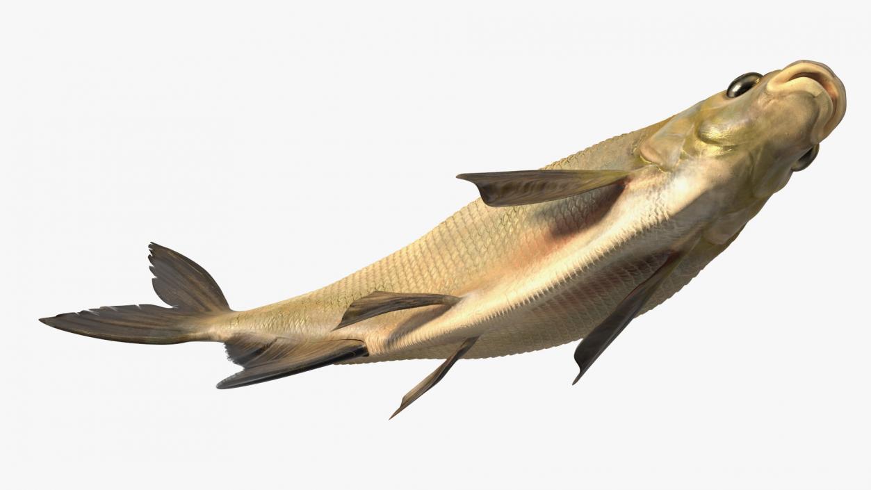 Bronze Bream Fish Rigged 3D model